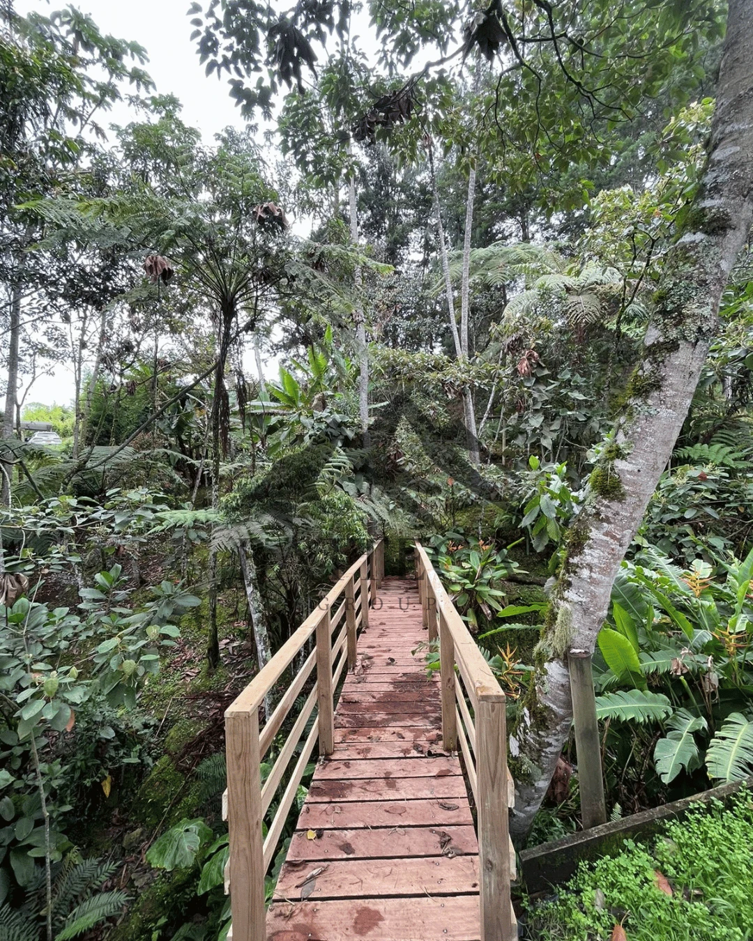 Finca en parcelación - Imagen 10