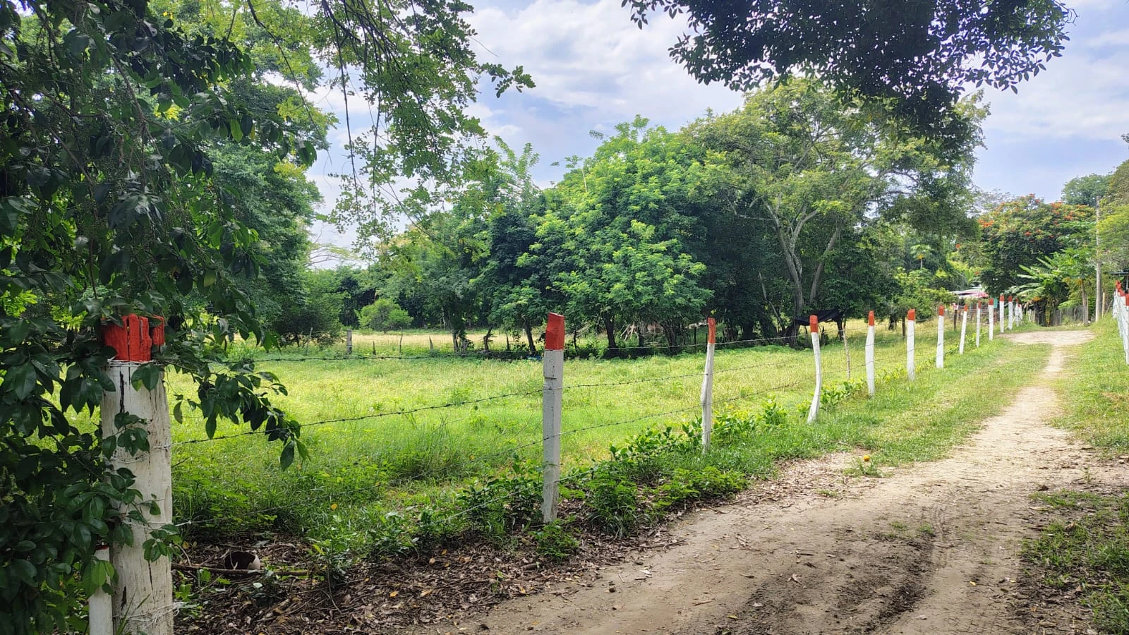 Se vende lote campestre en el Carmen de Apicala con escritura pública independiente - Imagen 6