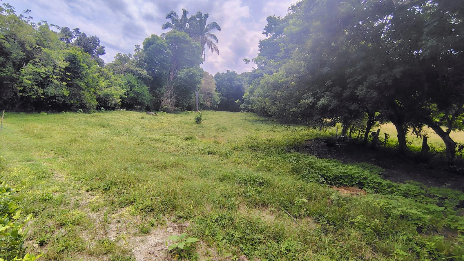 Se vende lote campestre en el Carmen de Apicala con escritura pública independiente - Imagen 8