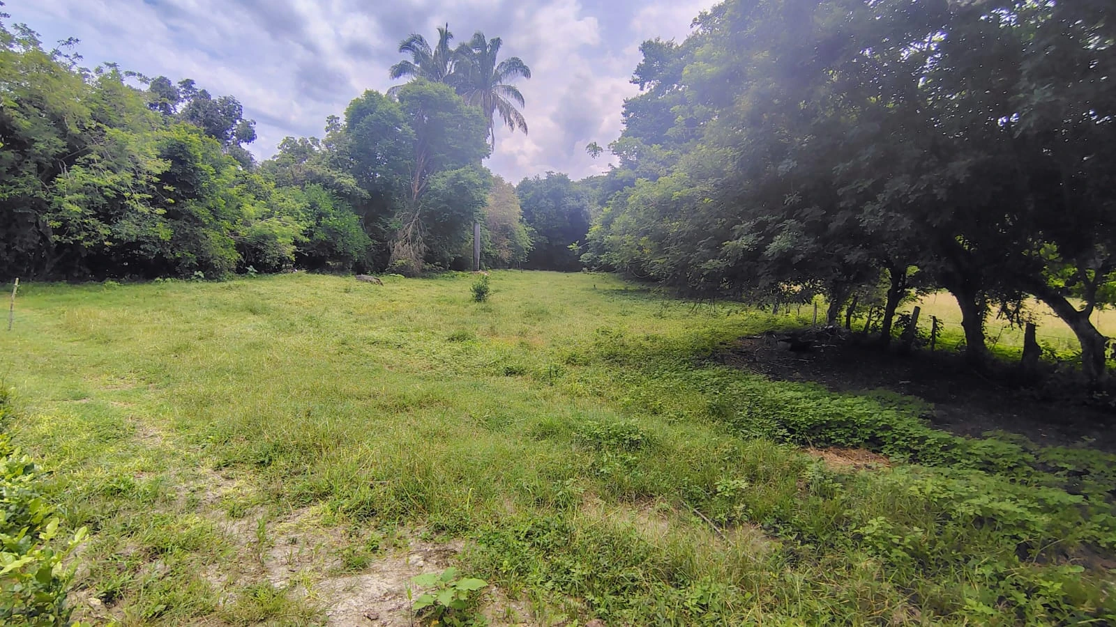 Se vende lote plano con escritura independiente en El Carmen de Apicala - Imagen 10