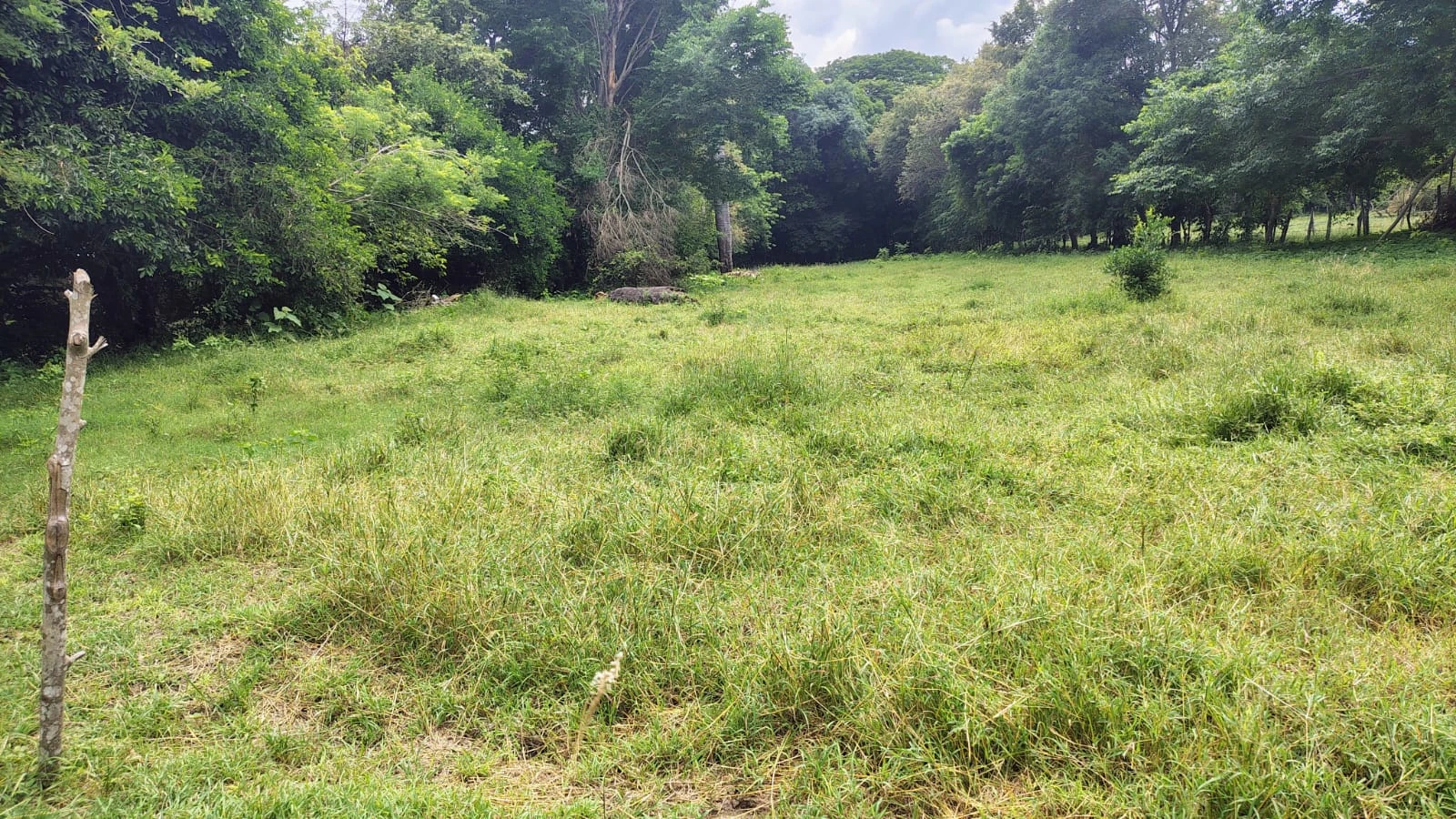 Se vende lote plano con escritura independiente en El Carmen de Apicala - Imagen 4