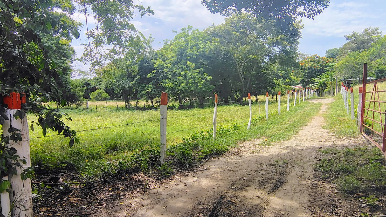 Se vende lote plano con escritura independiente en El Carmen de Apicala - Imagen 6