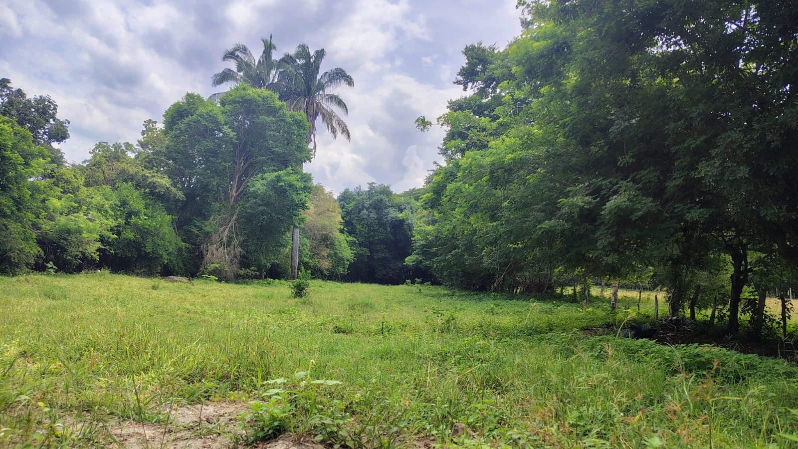 Se vende lote plano con escritura independiente en El Carmen de Apicala - Imagen 11